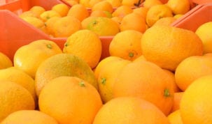 mandarina