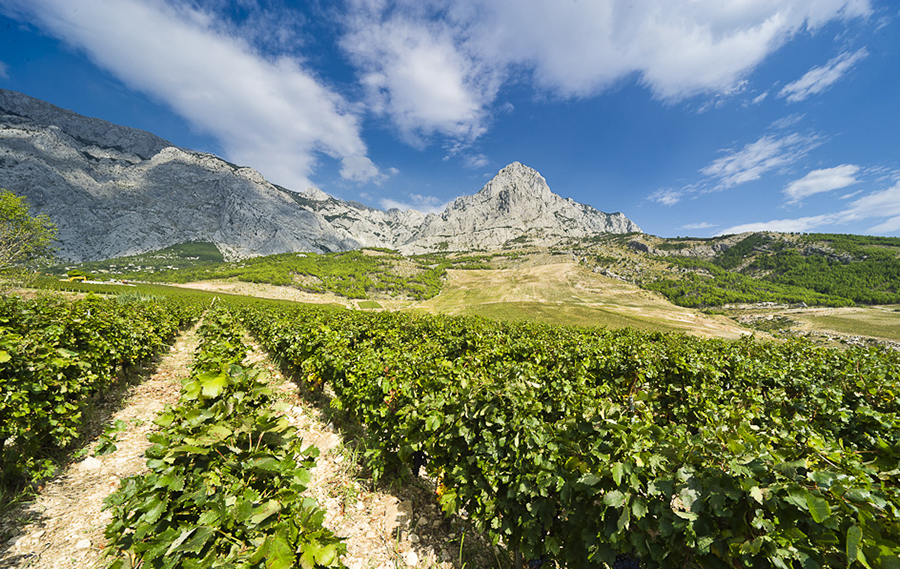 U METRO-u potražite nove vinske etikete renomirane vinarije Zlatan otok