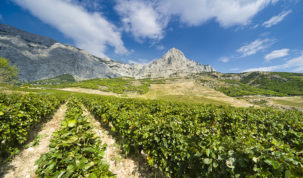 U METRO-u potražite nove vinske etikete renomirane vinarije Zlatan otok
