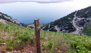 Iter Vitis konferencija u Motovunu - turizam i vino ne idu jedan bez drugoga