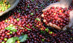 Objavljeno godišnje izvješće International Coffee Partners za 2019.