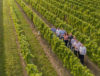 vino