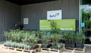 Podjela sadnica maslina u tvornici u Kanfanaru