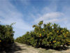 mandarine