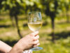 Vinogradi s pogledom
