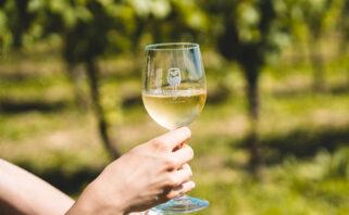 Vinogradi s pogledom