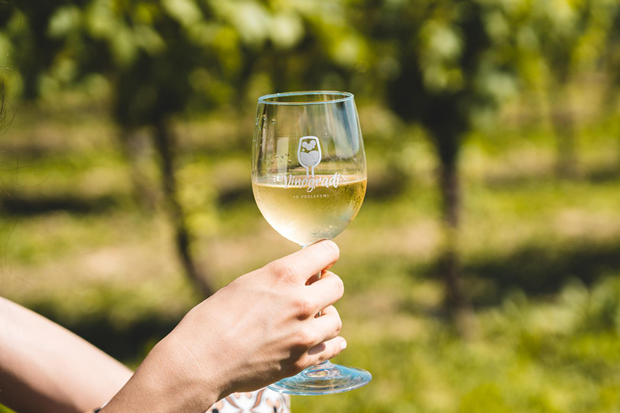 Vinogradi s pogledom