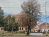 drvo