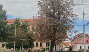 drvo