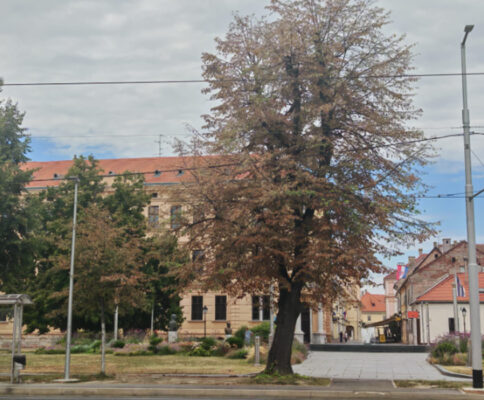 drvo