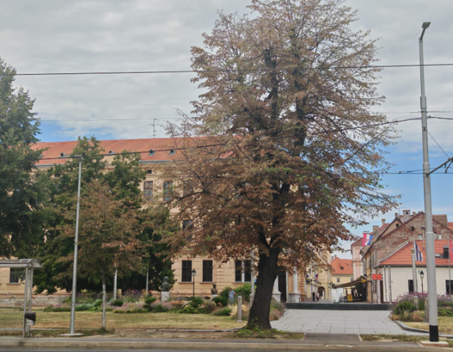 drvo