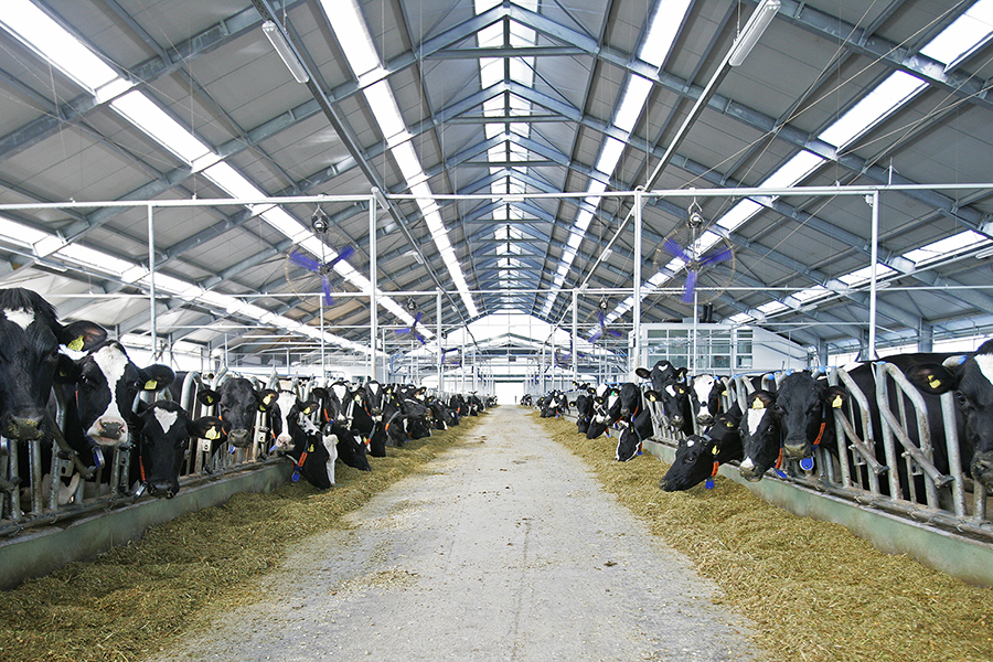 Belje farma Topolik