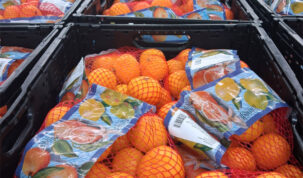 Sezona mandarina u Opuzenu u punom jeku - planirano pakiranje 10.000 tona