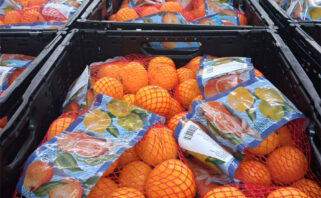 Sezona mandarina u Opuzenu u punom jeku - planirano pakiranje 10.000 tona