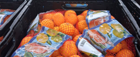 Sezona mandarina u Opuzenu u punom jeku - planirano pakiranje 10.000 tona